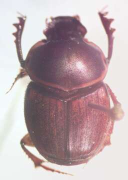 Слика од Onthophagus gazellinus Bates 1887