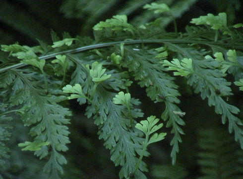Image of <i>Asplenium bulbiferum</i> G. Forst.