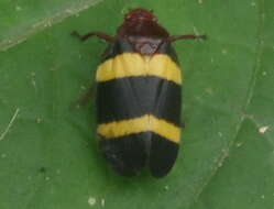 Image of Sphenorhina rubra (Linné 1758)