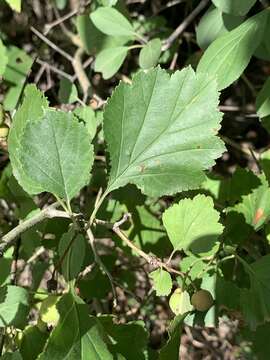 Image de Crataegus dodgei Ashe