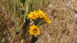 Plancia ëd Hulsea californica A. Gray