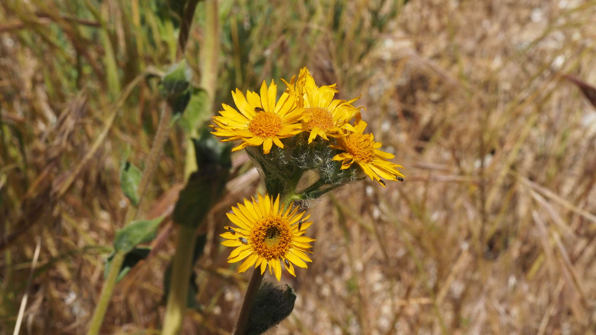 Plancia ëd Hulsea californica A. Gray