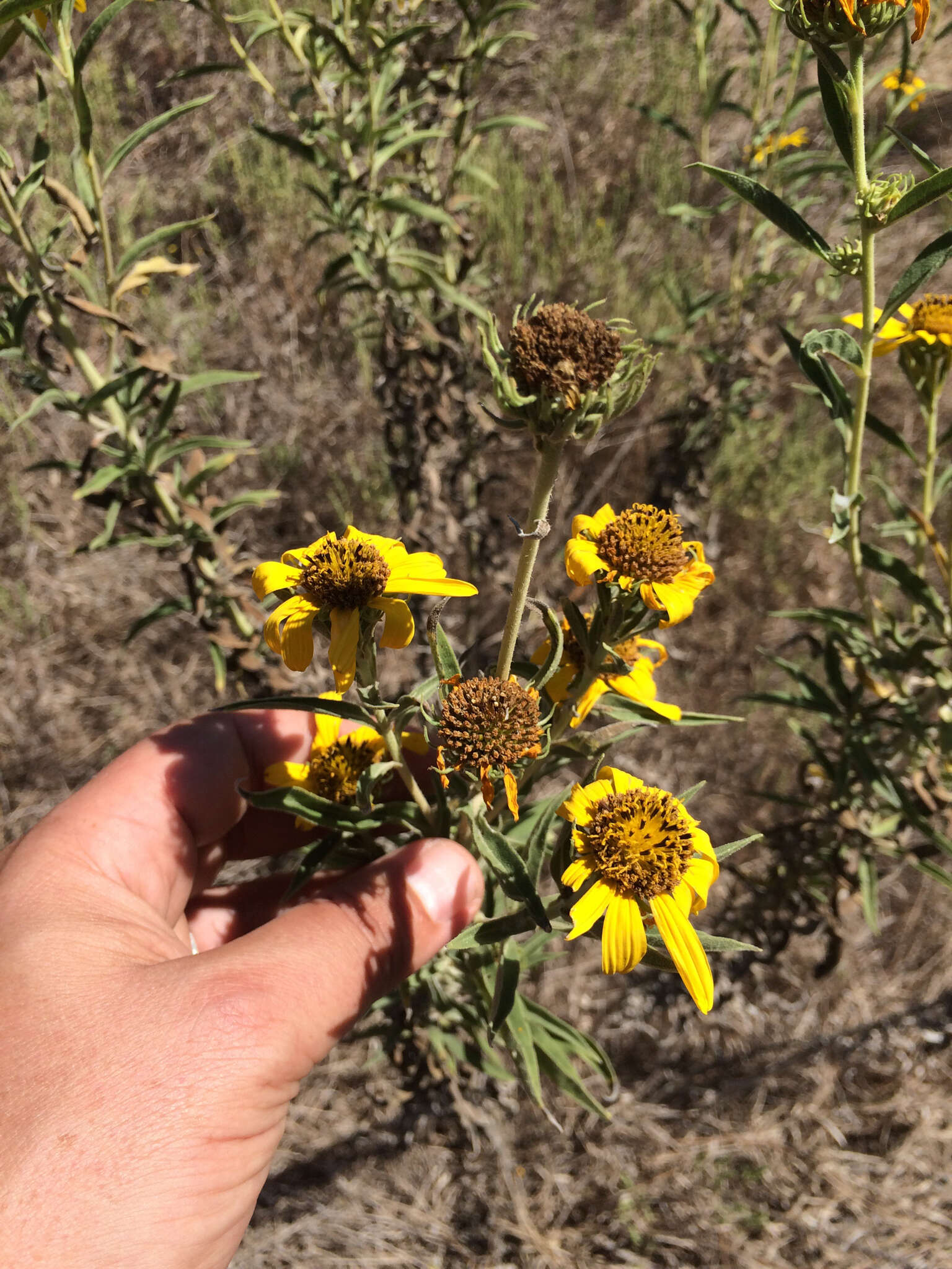 Image of Maximilian sunflower