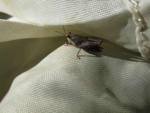 Image of Black-sided Pygmy Grasshopper