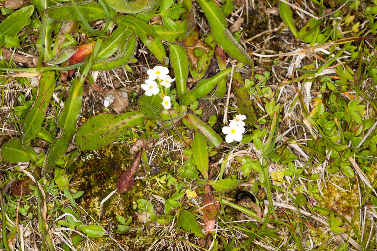 Image of Androsace obtusifolia All.