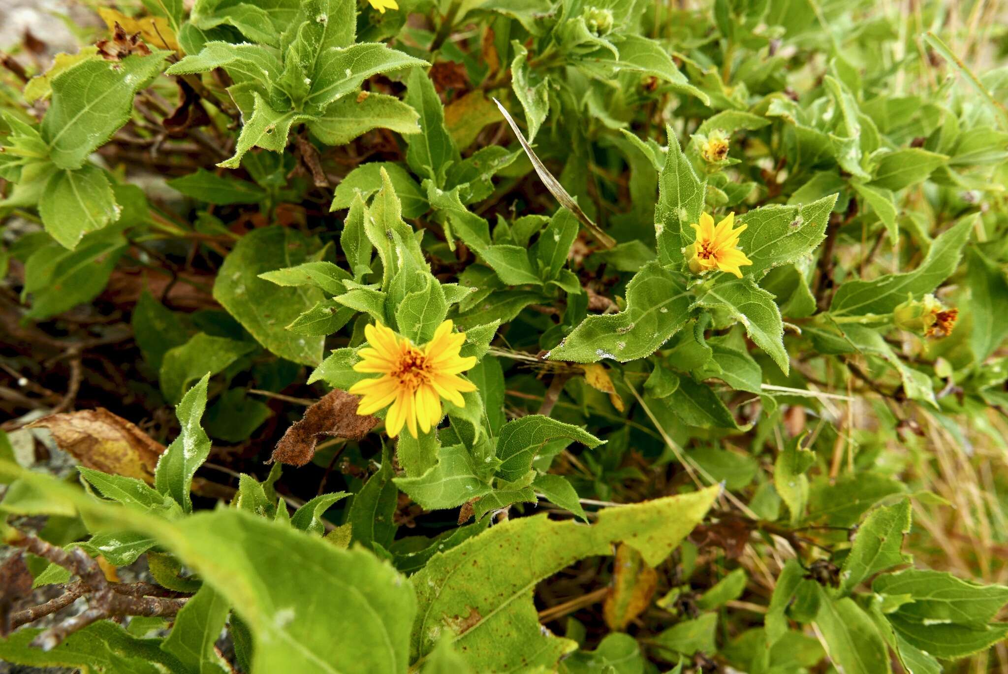 Wedelia calycina Spreng. resmi