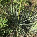 Sivun Yucca necopina Shinners kuva