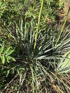 Image de Yucca necopina Shinners