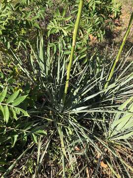 Sivun Yucca necopina Shinners kuva