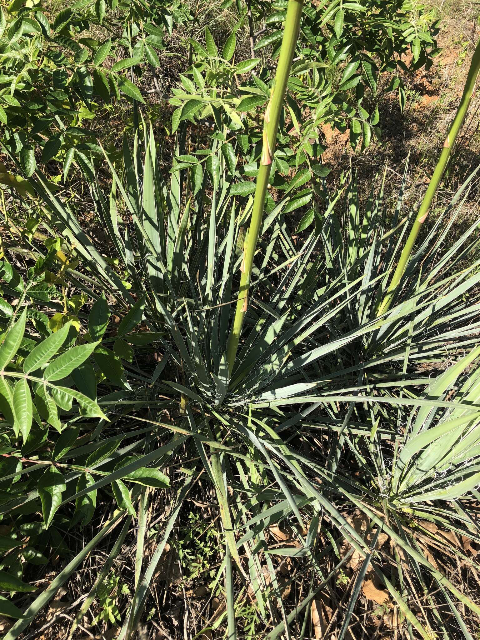 Image of Brazos River yucca