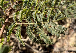 Imagem de Calliandra peninsularis Rose