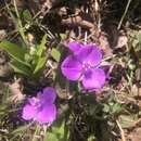 Image of Ernest's spiderwort