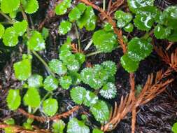 Plancia ëd Chrysosplenium glechomifolium Nutt. ex Torr. & Gray