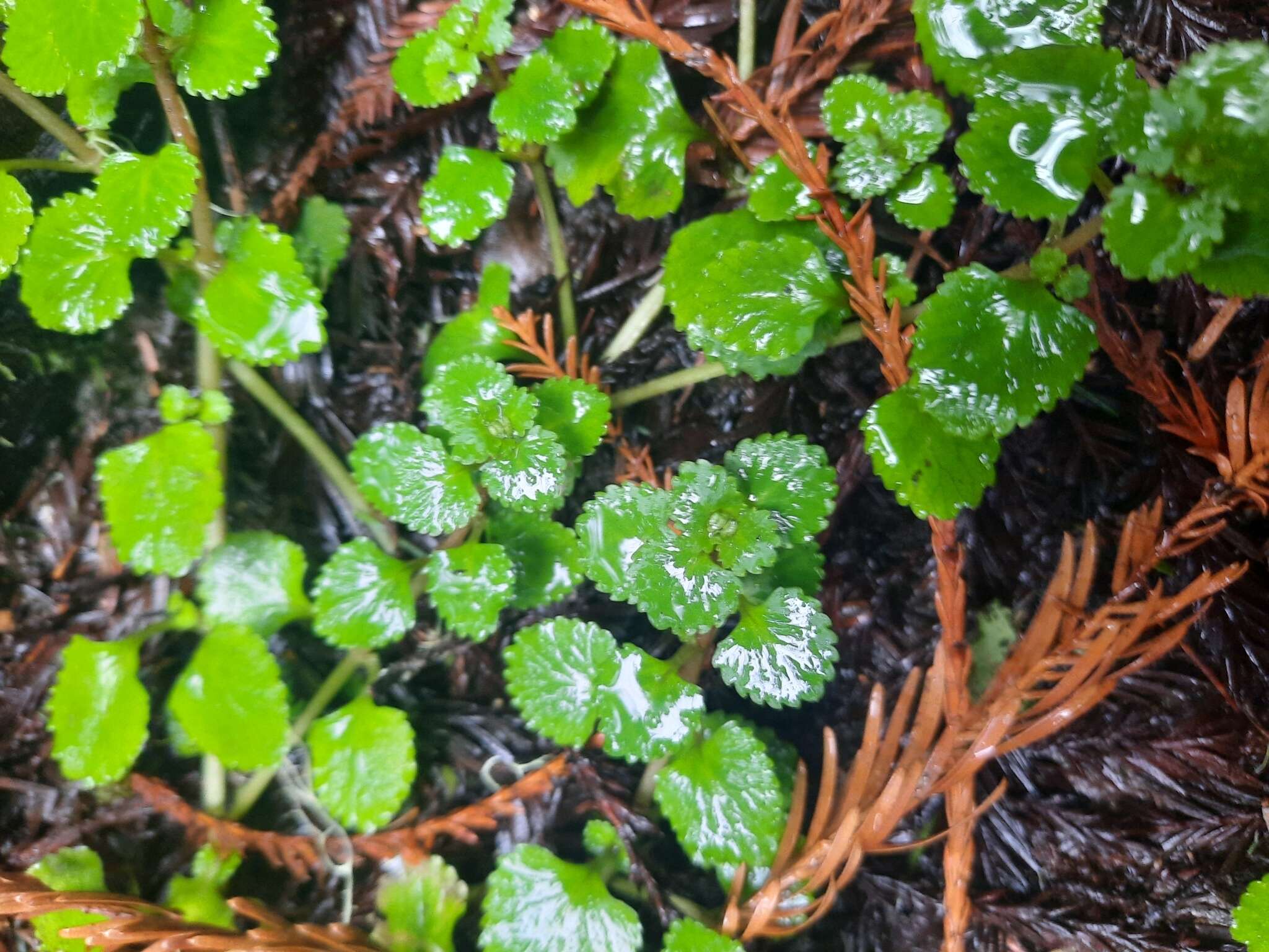 Plancia ëd Chrysosplenium glechomifolium Nutt. ex Torr. & Gray