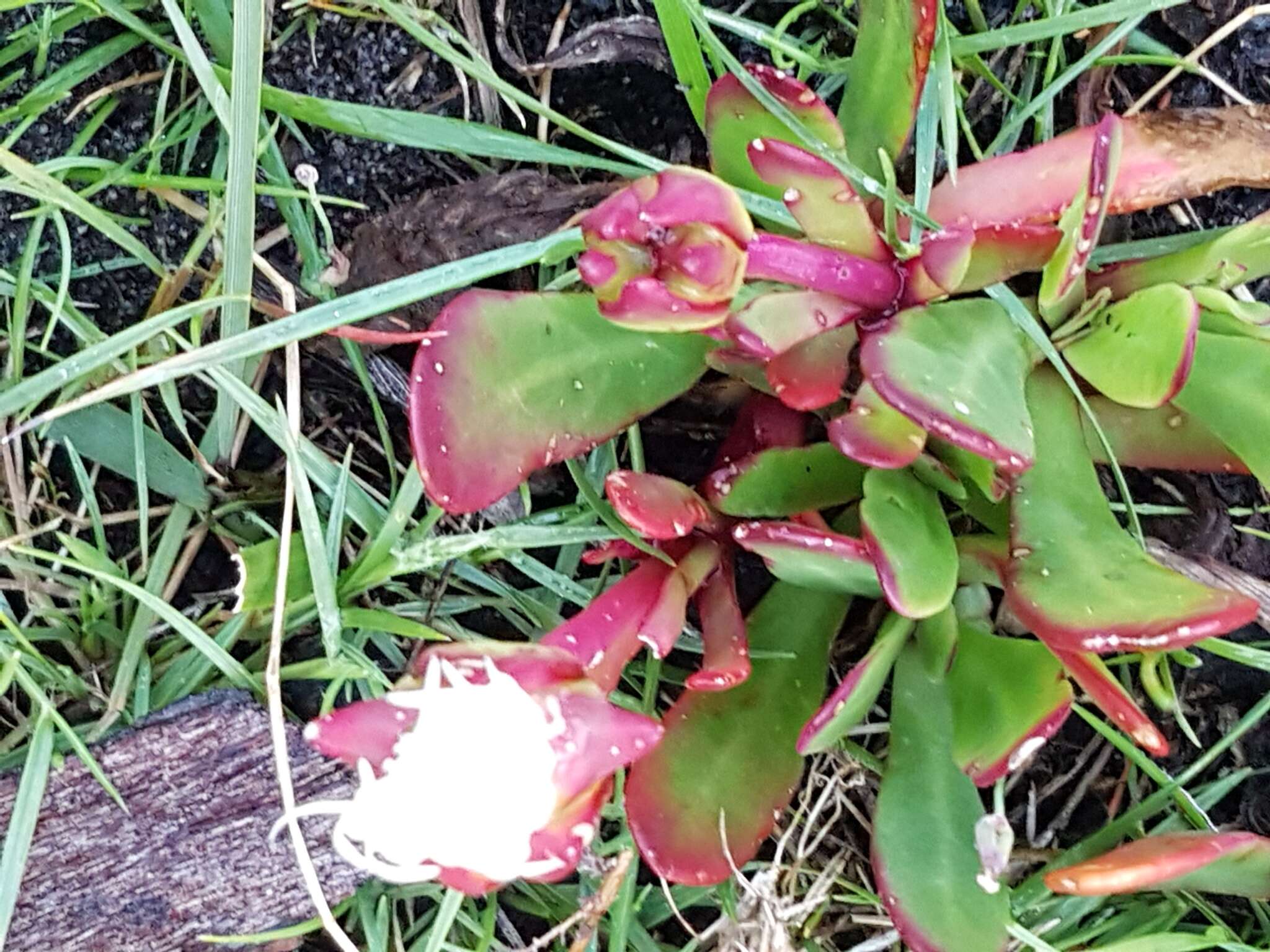 Image of Skiatophytum skiatophytoides (Leistn.) Klak