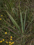 Image of Dianella longifolia var. grandis R. J. F. Hend.