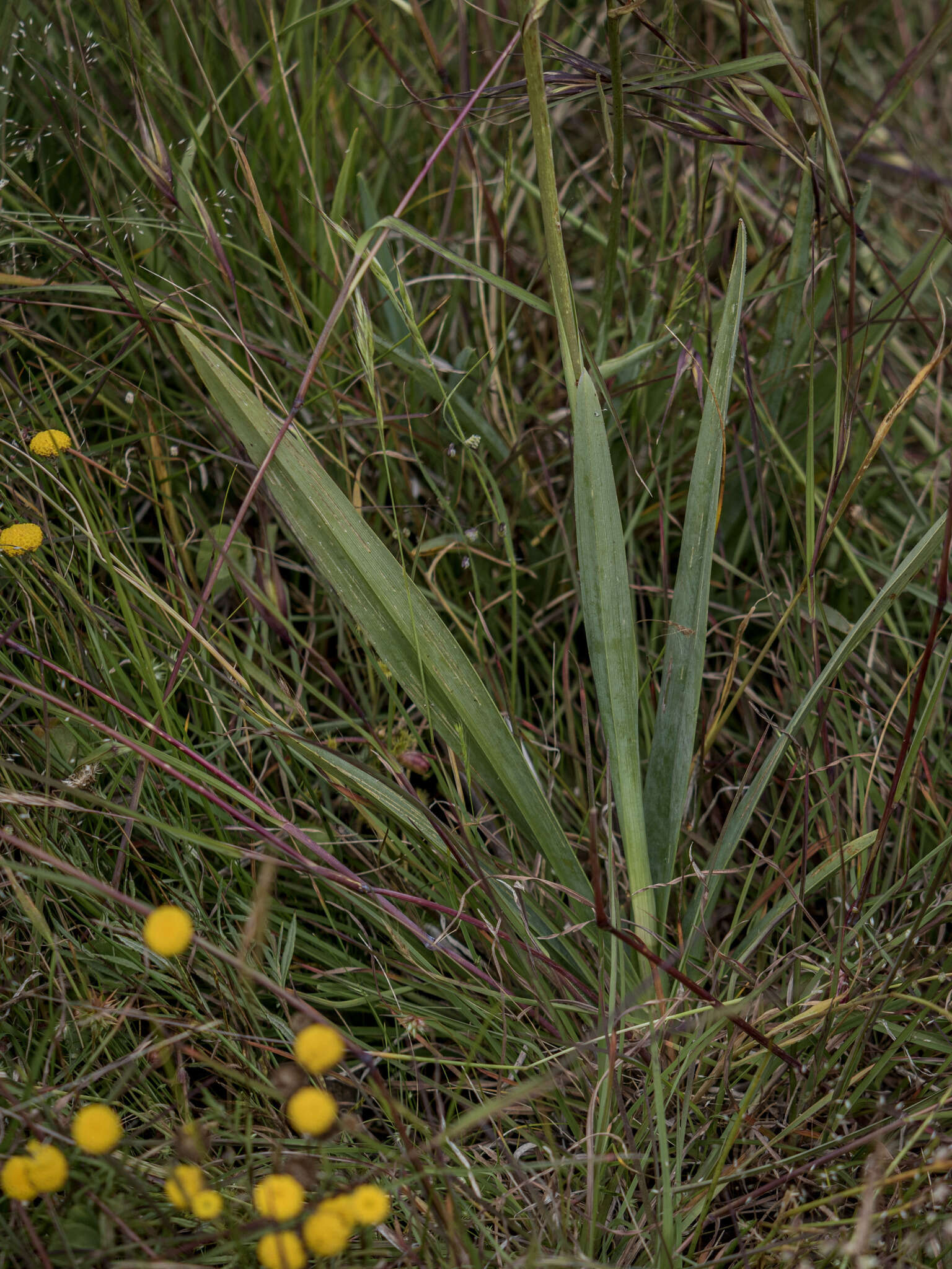 Image of Dianella longifolia var. grandis R. J. F. Hend.