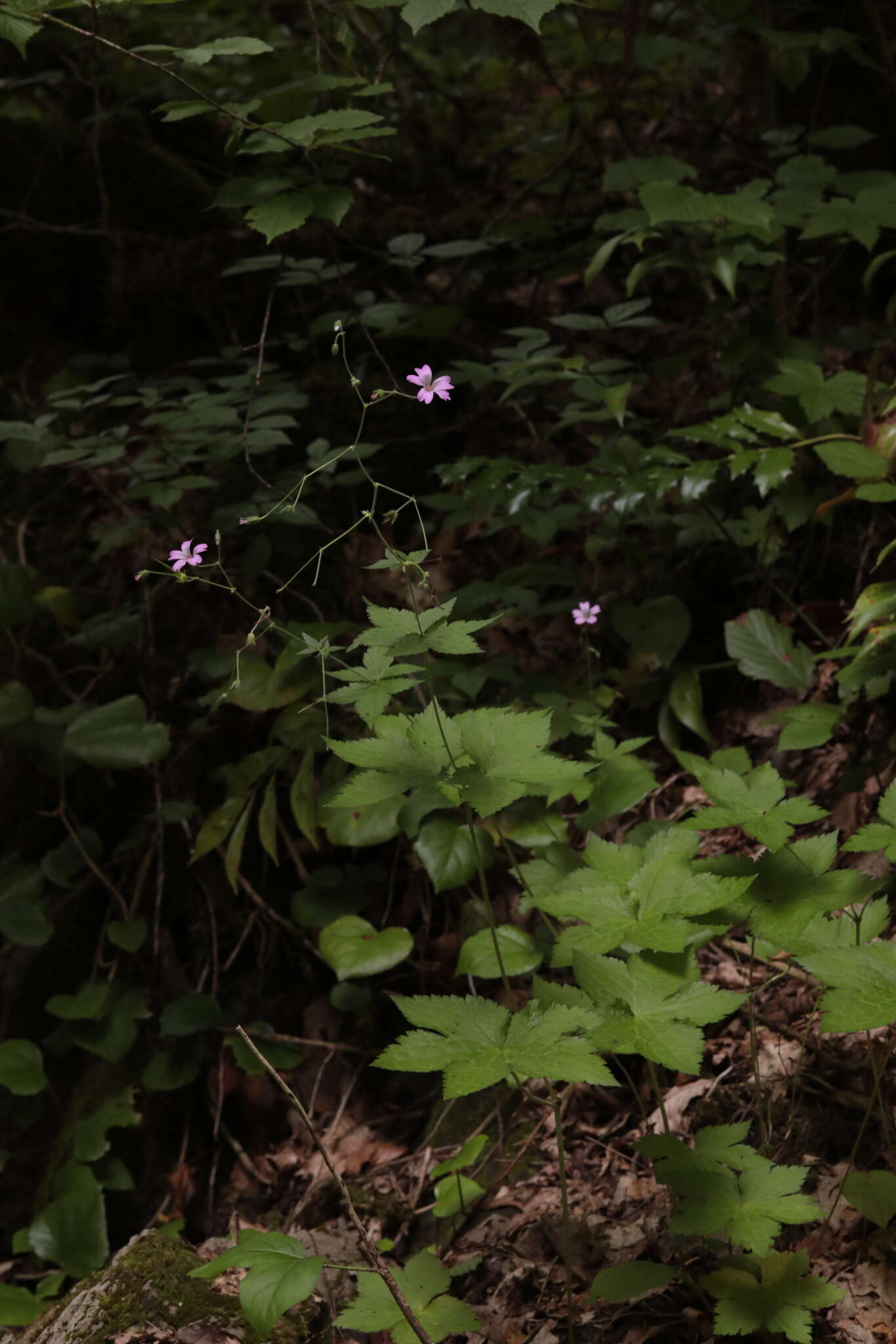 Image of Geranium gracile Ledeb. ex Nordm.