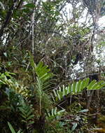 Image of Lomariocycas longepetiolata (Tard.) Gasper & A. R. Sm.