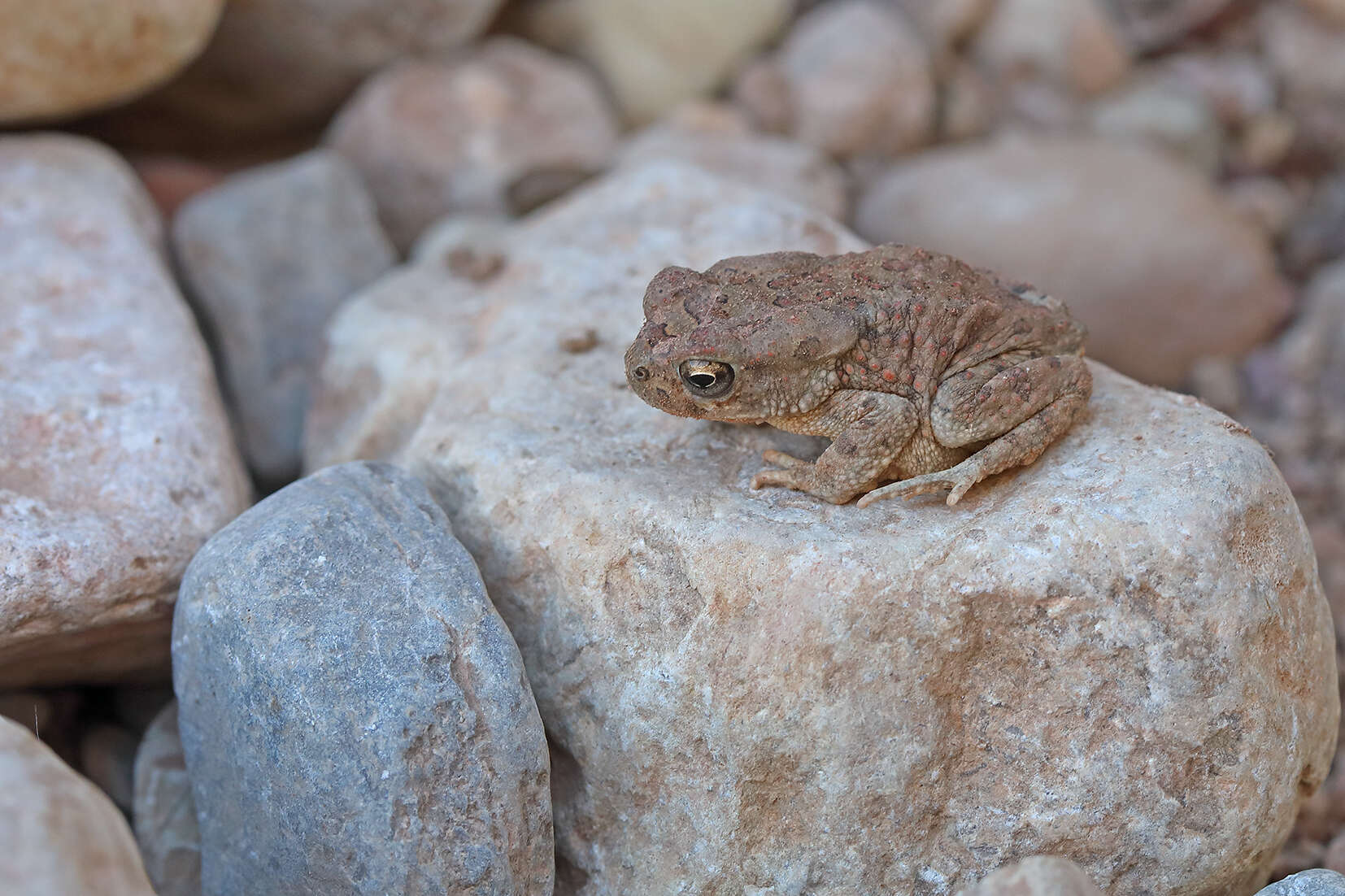 Image of Berber Toad