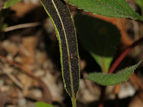 Image of Deer tongue fern