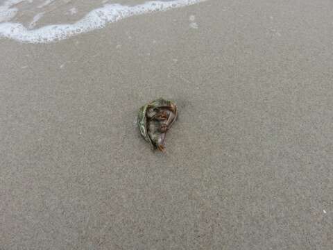 Image of Thinstripe Hermit Crab