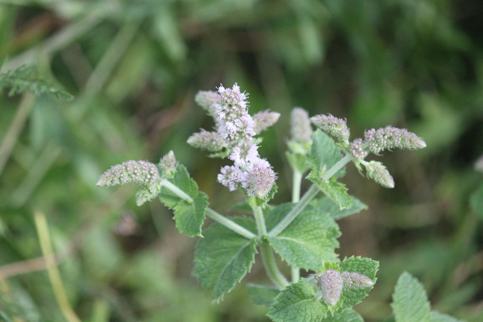 Mentha villosa Huds.的圖片