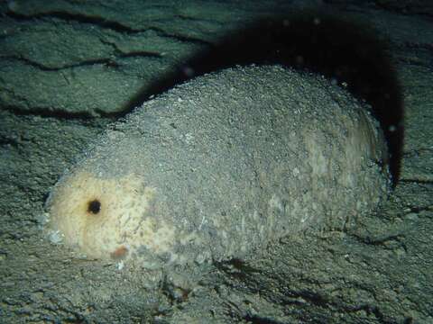 Image of Brown Sandfish