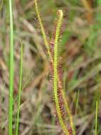 Image de Drosera filiformis Raf.