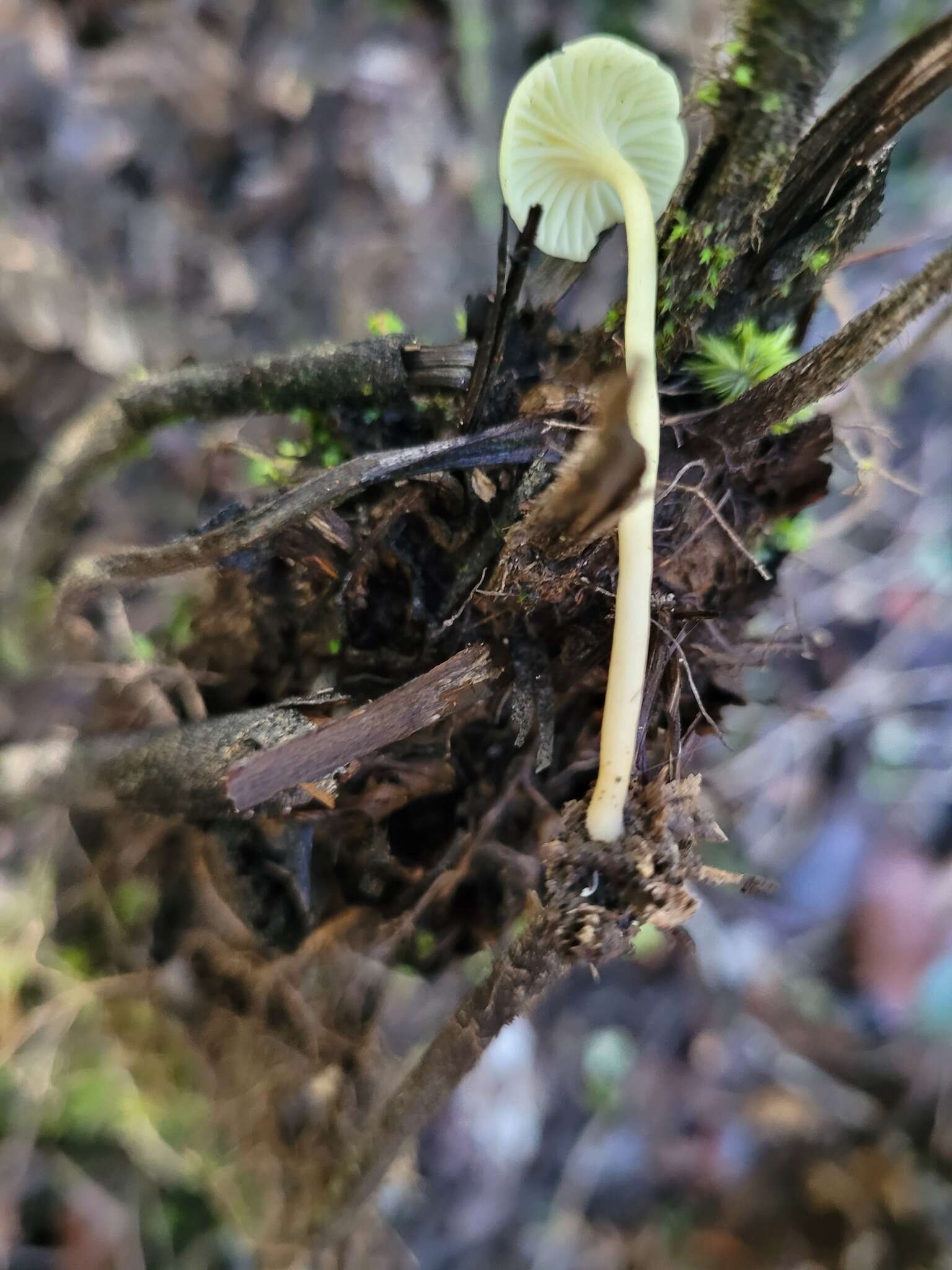 Image of Hygrophorus salmonipes G. Stev. 1963