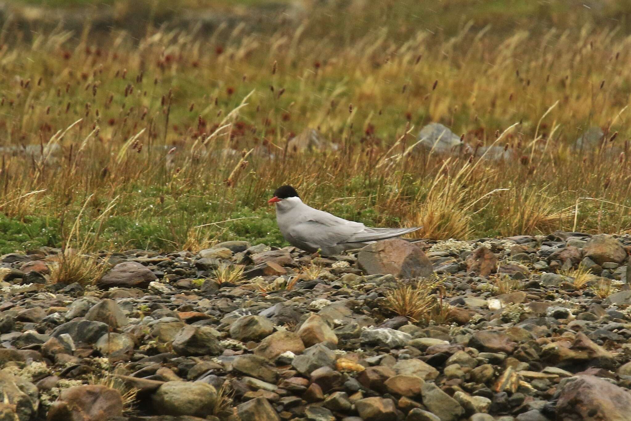 Image of Antarctic Tern