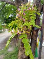 Image of Harpalyce arborescens A. Gray