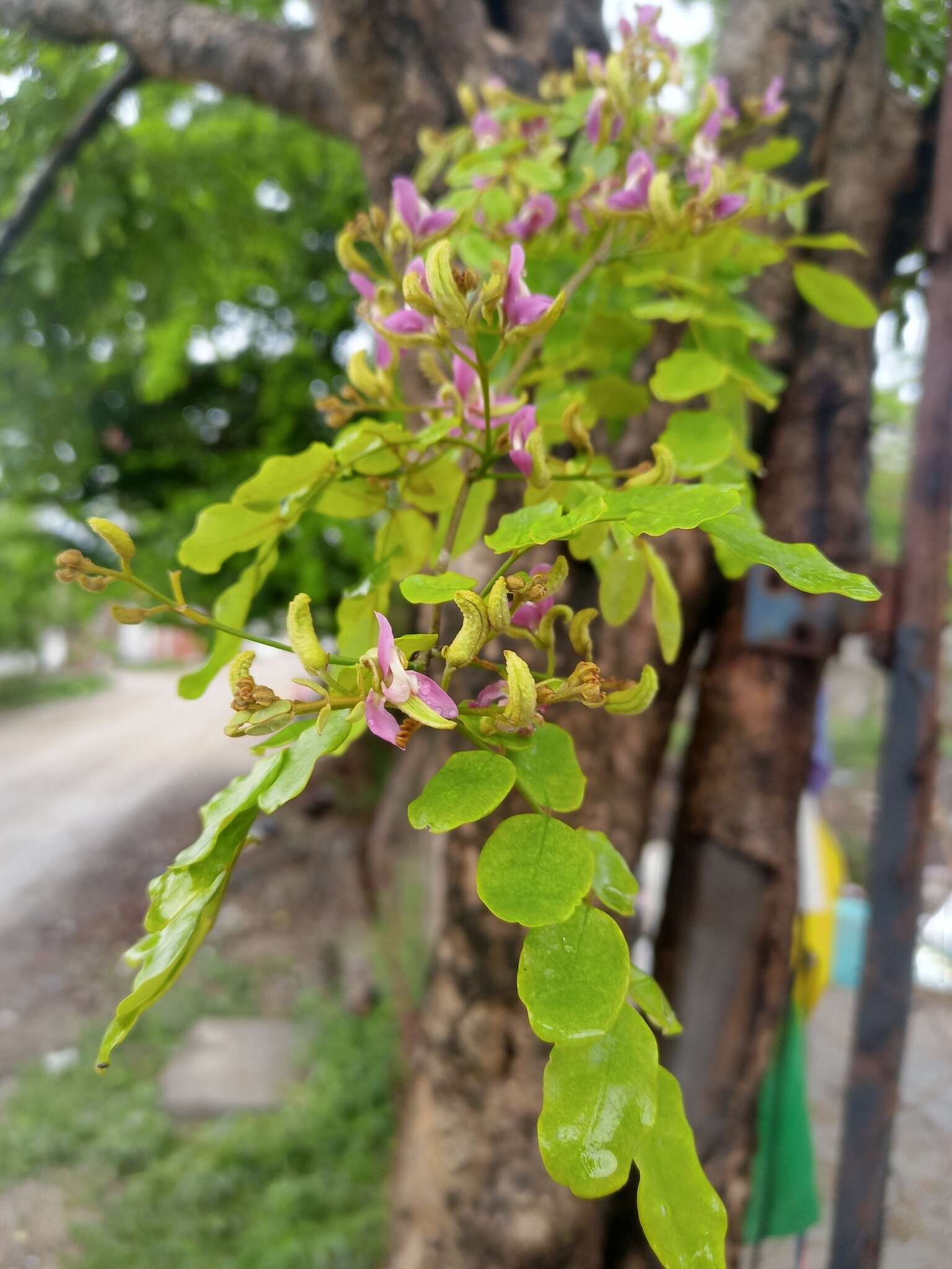 Image of Harpalyce arborescens A. Gray