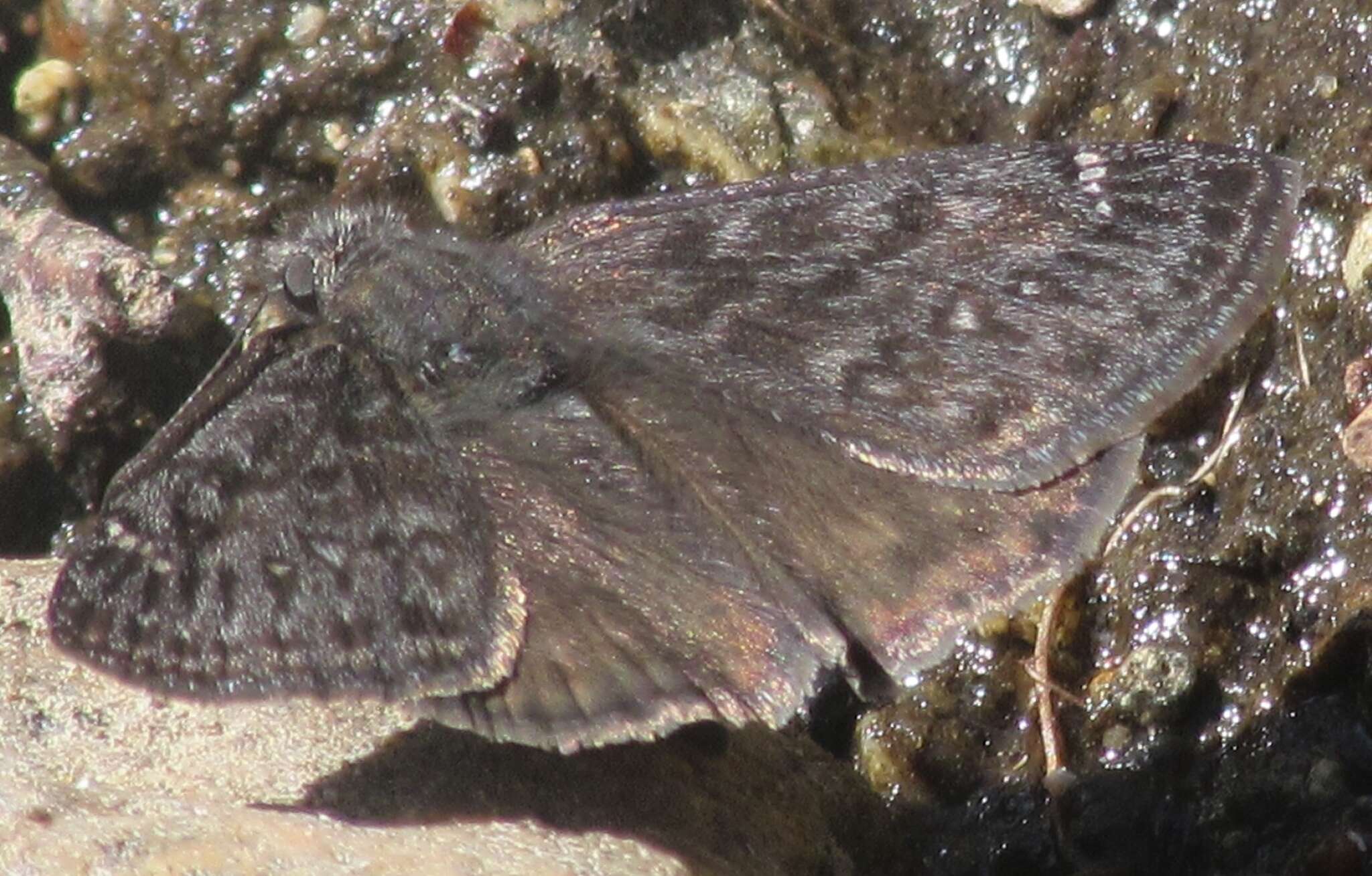 Image of Erynnis propertius Scudder & Burgess 1870