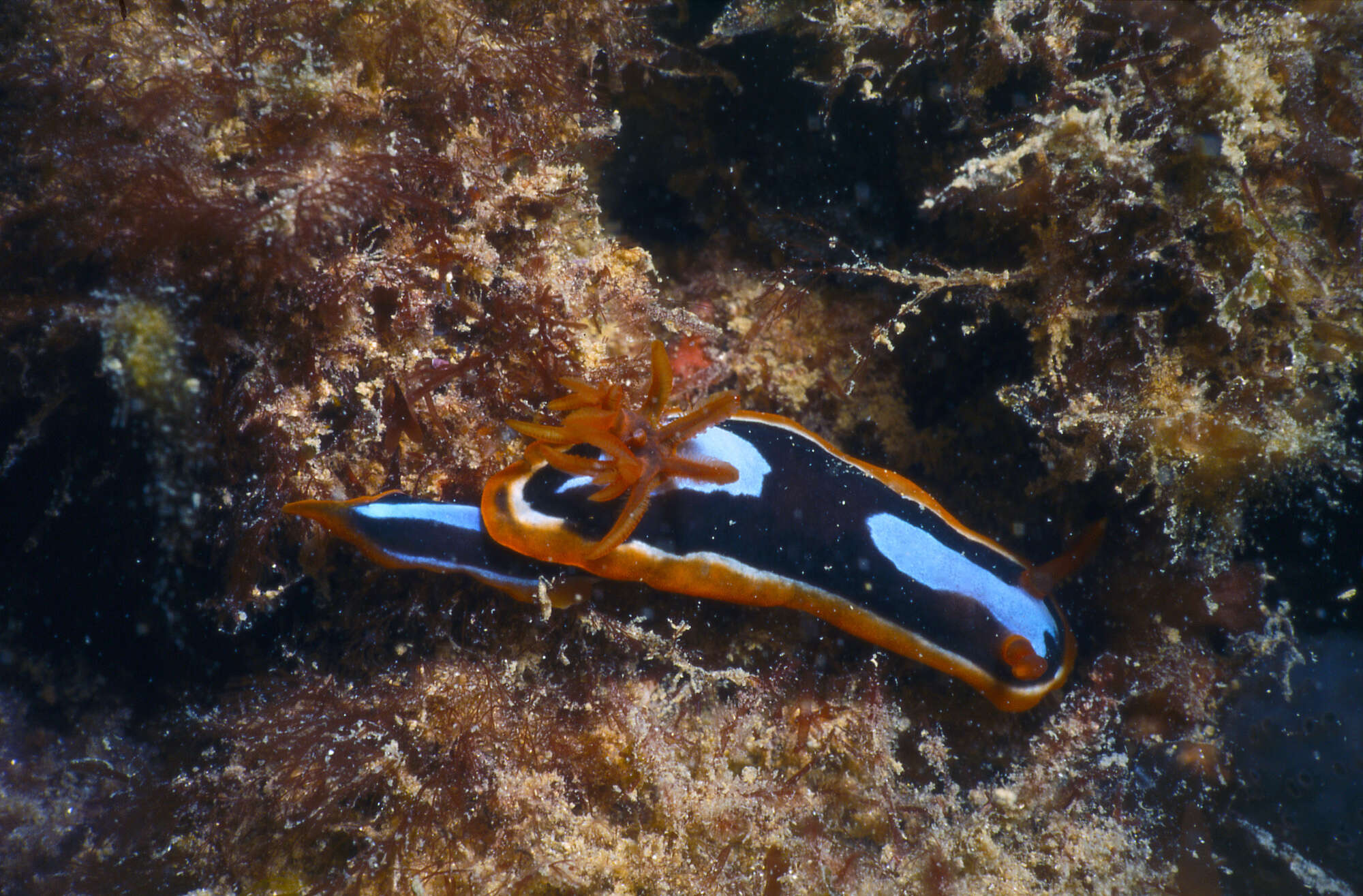 Image de Chromodoris westraliensis (O'Donoghue 1924)