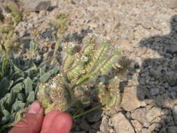 Image of silverleaf phacelia