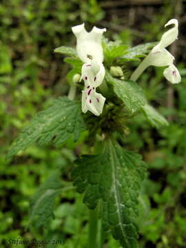 Image of Lamium bifidum subsp. bifidum