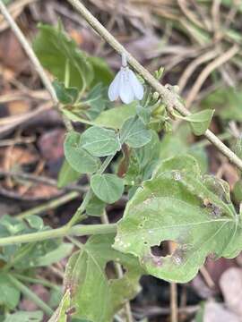 Rhinacanthus xerophilus A. Meeuse resmi