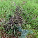 Sivun Wahlenbergia albens (Spreng. ex A. DC.) Lammers kuva