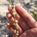 Imagem de Astragalus berterianus (Moris) Reiche