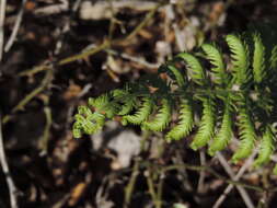 Image of Pelazoneuron ovatum var. lindheimeri (C. Chr.) A. R. Sm.