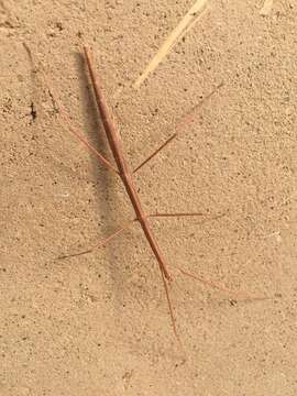 Image of Western Short-horn Walkingstick