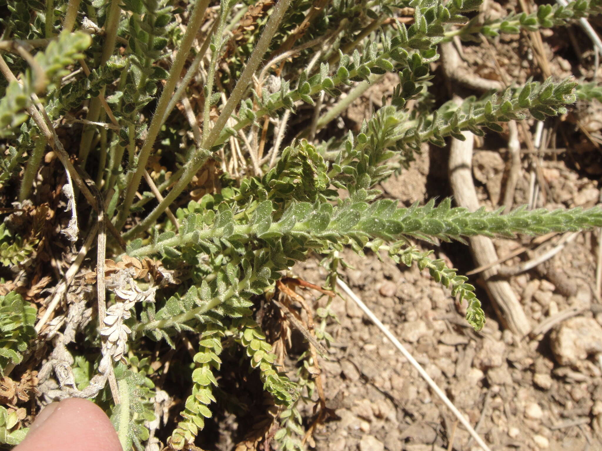 Слика од Horkeliella purpurascens (S. Wats.) Rydb.