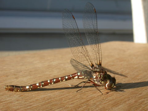 Image of Wide-faced Darner