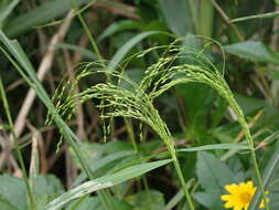 Image of Japanese Panic Grass