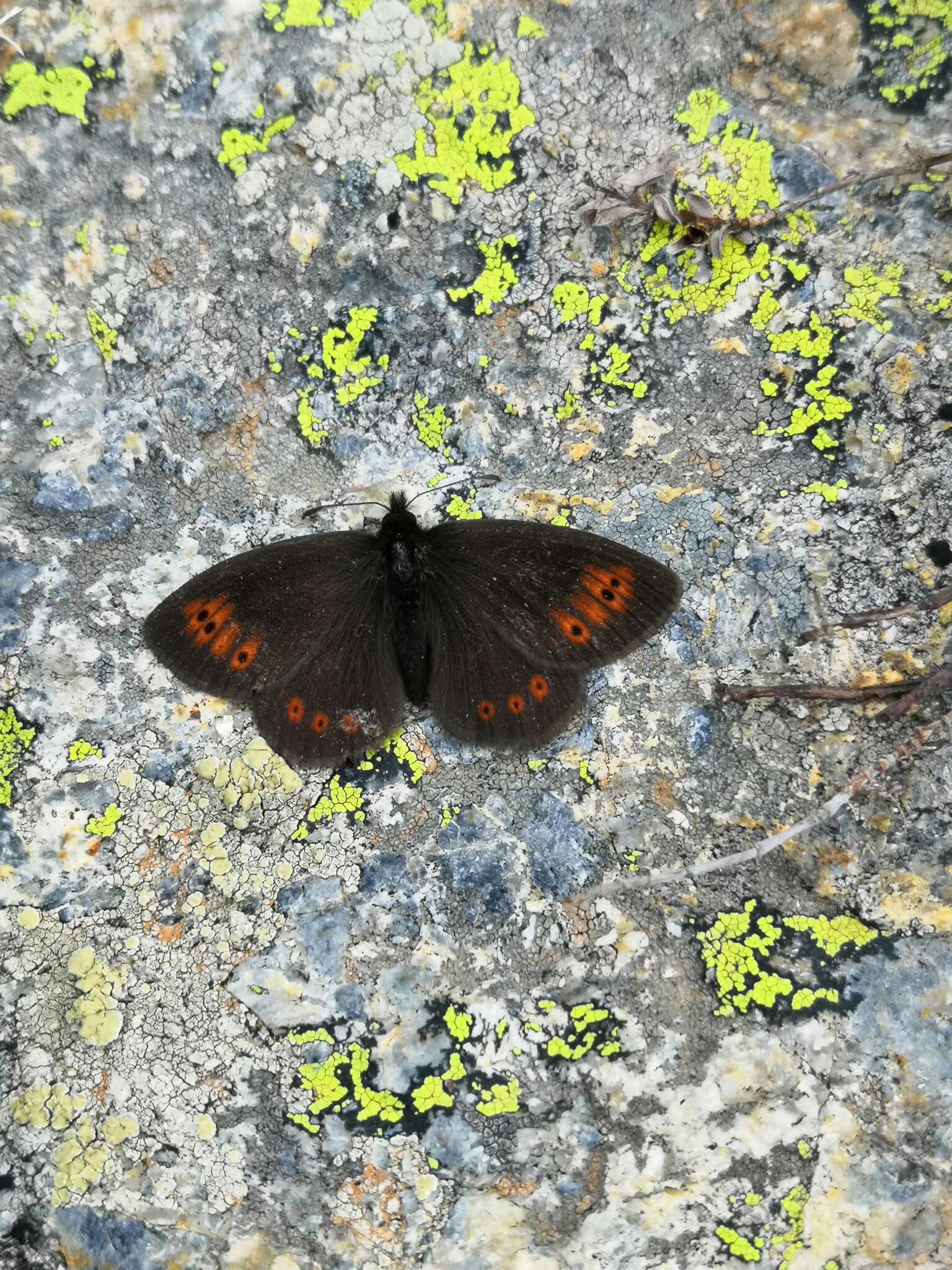 Image of Mountain Ringlet