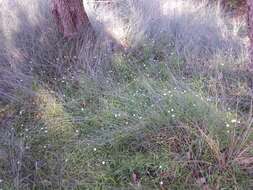 Image of Brachyscome graminea (Labill.) F. Müll.