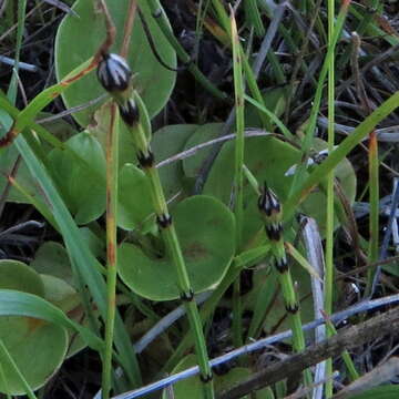 Image of variegated horsetail