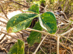 Image of Trochomeriopsis diversifolia Cogn.