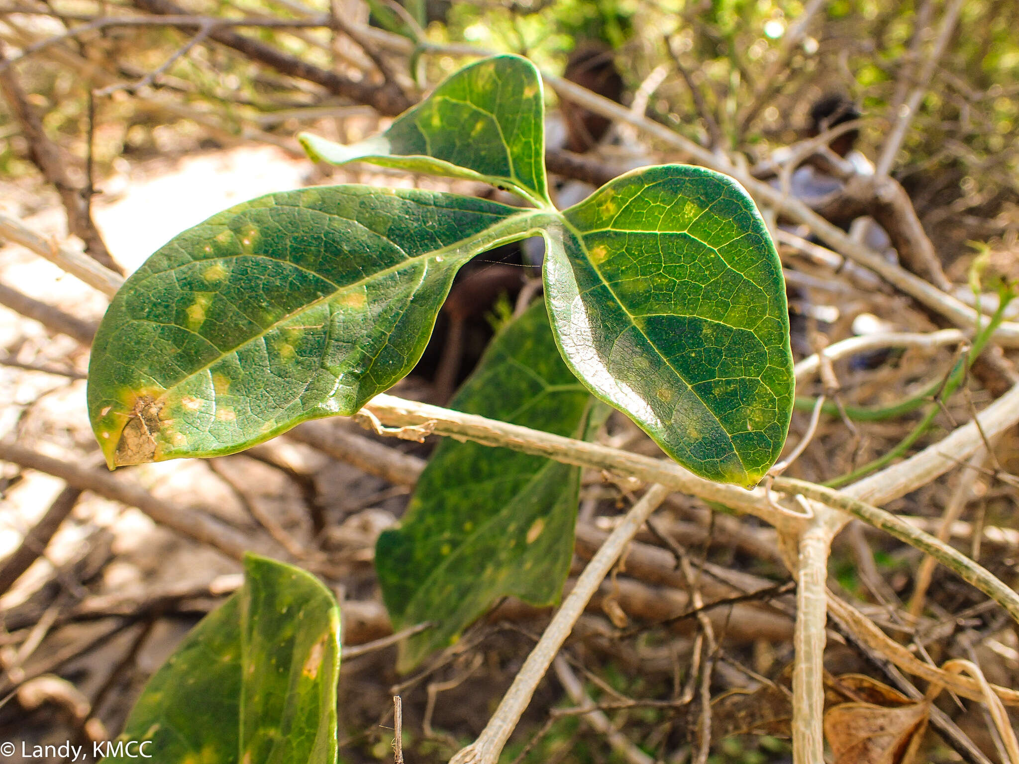 Image of Trochomeriopsis diversifolia Cogn.